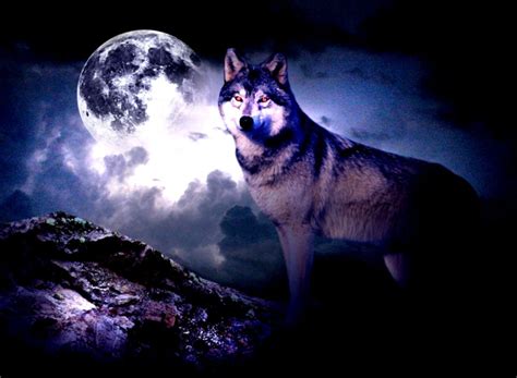 Wolf Moon Novibet